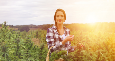 Exploring the Advancements in Hemp Technology & Absorption